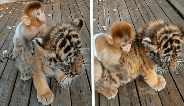 Desliza hacia la izquierda para ver las imágenes del monito y el tigre que se han convertido en los mejores amigos de un zoológico chino. Foto: captura de YouTube