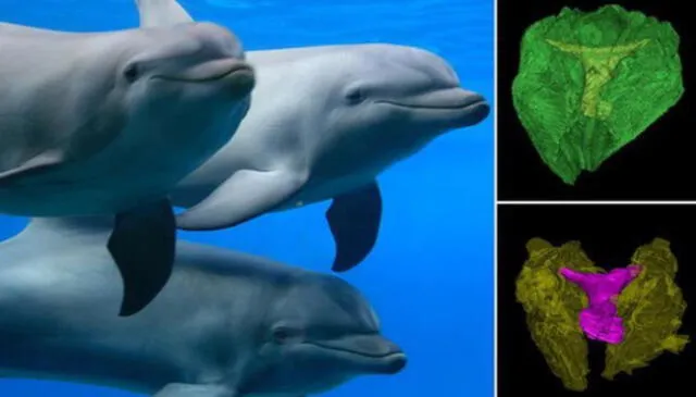 Delfines hembra tienen clítoris "muy desarrollado”, llegan al orgasmo y bailan cuando copulan, según estudio