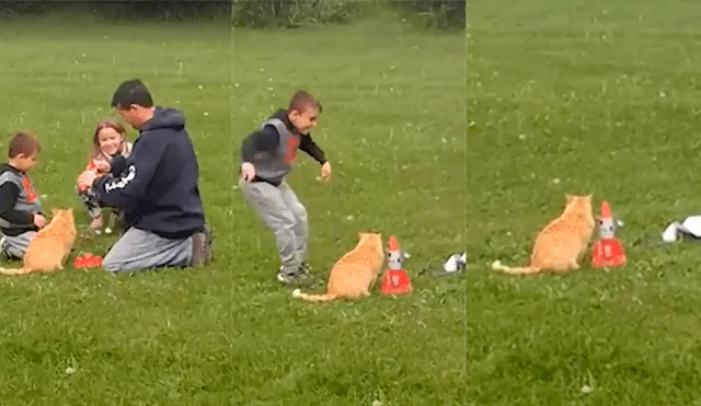 Facebook viral: familia enciende 'peligroso' pirotécnico frente a gato y niño decide salvarlo