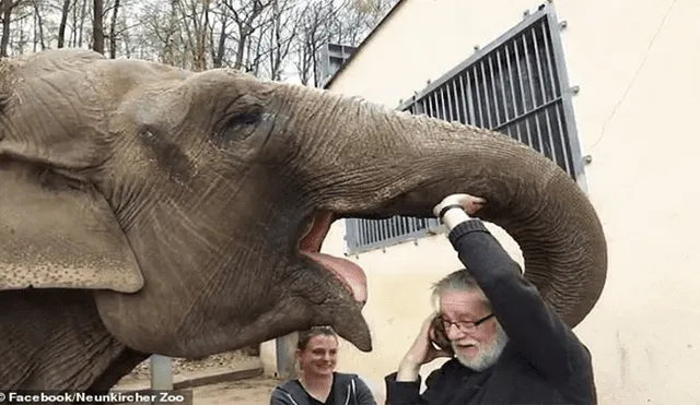 YouTube viral: elefante se reencuentra con su cuidador después de 32 años y pasa esto [VIDEO] 