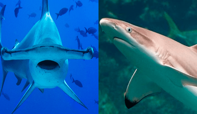 El tiburón martillo se enfrentó a un tiburón de puntas negras en las costas de Florida, Estados Unidos. Foto: BlacktipH