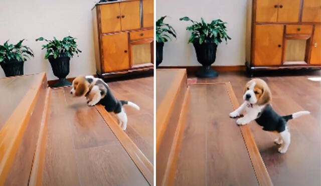 Desliza las imágenes para ver más detalles sobre la tierna conducta de este cachorro que aprende a subir las escaleras. Foto: captura de TikTok