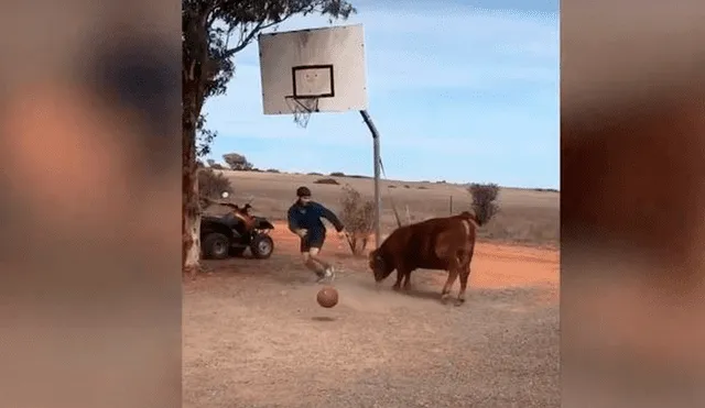Desliza hacia la izquierda para ver las divertidas escenas del toro jugador de baloncesto. Foto: captura de YouTube