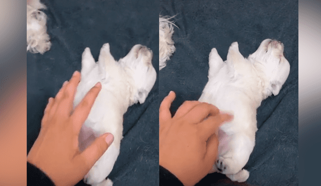 Tiktok viral: perro bebé recibe caricias de su dueña por primera vez y tiene increíble reacción