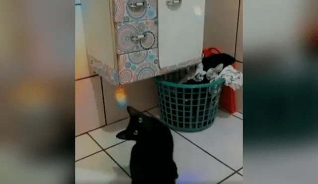 Desliza las imágenes para apreciar la increíble acción de un gato al trepar las paredes para escapar de casa. Foto: Captura.