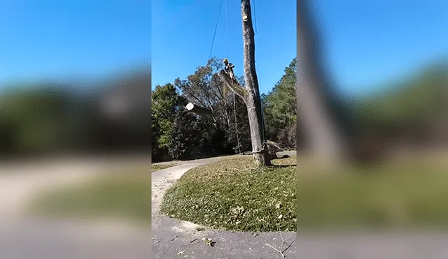 Facebook Viral: La habilidad de este hombre al talar árboles ha dejado atónitos a miles de usuarios [VIDEO] 