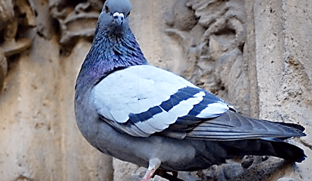 YouTube viral: conoce las siete palomas más extrañas del mundo