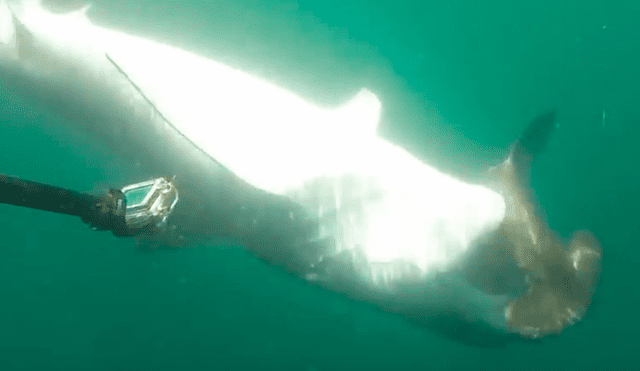 Facebook viral: pugna a muerte entre tiburón tigre y tiburón martillo tiene un final inesperado que sorpendió a miles [VIDEO]
