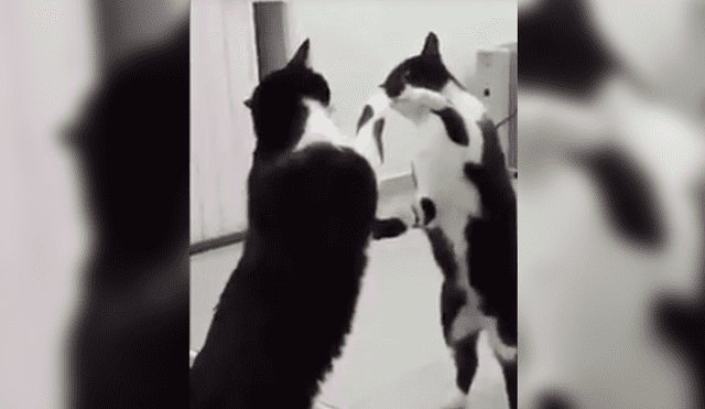Vía Facebook: gato posa frente a un espejo y le sucede algo escalofriante [VIDEO]