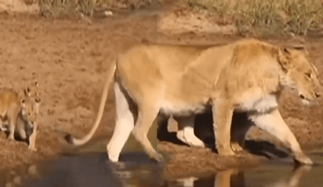 YouTube viral: turista que hacía safari en la selva graba conmovedor momento de familia de leones.