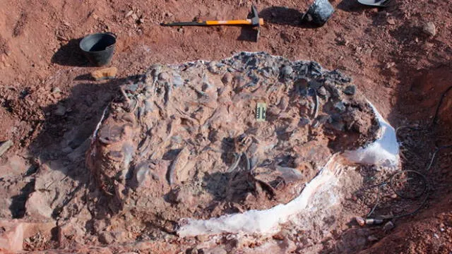 Argentina: descubren cementerio de dinosaurios de hace 220 millones de años [FOTOS]