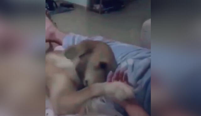 Desliza las imágenes para ver más sobre esta tierna escena entre un perro y su dueño. (Foto: captura / TikTok)