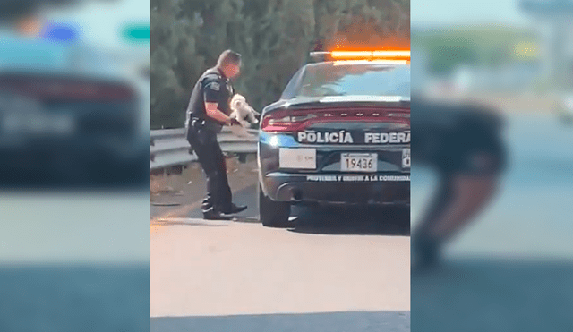 YouTube viral: policía salva la vida de cachorro que estaba en medio de la carretera [VIDEO]