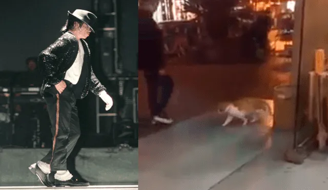 YouTube: gato 'imita' a Michael Jackson y miles quedan impactados por su talento [VIDEO]