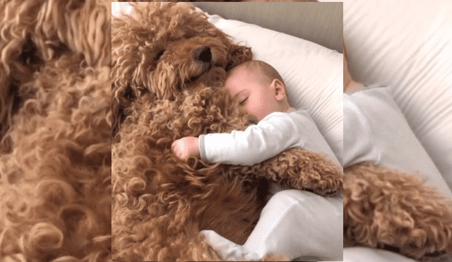 Video es viral en TikTok. Papás del menor grabaron la conmovedora conducta del can cada vez que ve al pequeño durmiendo.