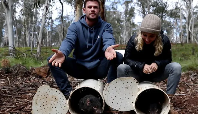 Los actores Chris Hemsworth y su esposa Elsa Pataky ayudaron a la reintroducción de demonios de Tasmania. Foto: AFP