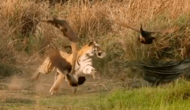 Facebook viral: Mira la increíble reacción de estos pavo reales ante un feroz tigre [VIDEO]
