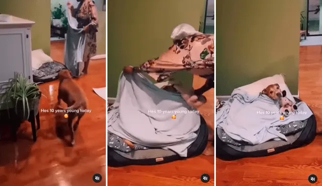 El video generó los aplausos de miles en redes por la forma en que cuidan del perrito. Foto: composición de LR/ captura de TikTok/@Staffypitstoday