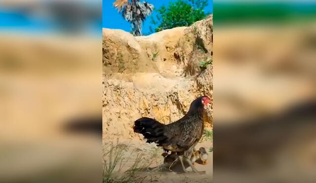 Desliza las imágenes para apreciar el momento en que una gallina se enfrenta a un águila para salvar a sus bebés. Foto: Captura de YouTube