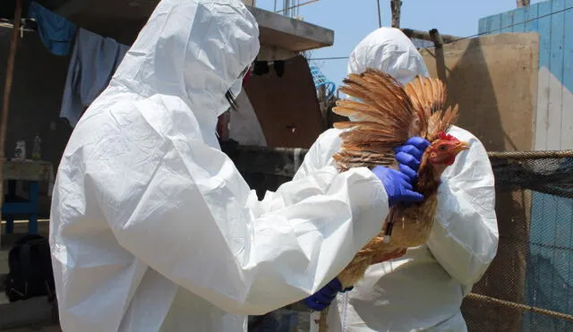 Alerta sanitaria por gripe aviar: estado de emergencia sanitaria permitirá tomar acciones de evaluación y control. Foto: Senasa