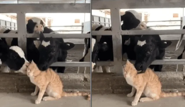 Desliza hacia la izquierda para ver más imágenes de la tierna escena protagonizada por unas cariñosas vacas y un felino. (Foto: captura)