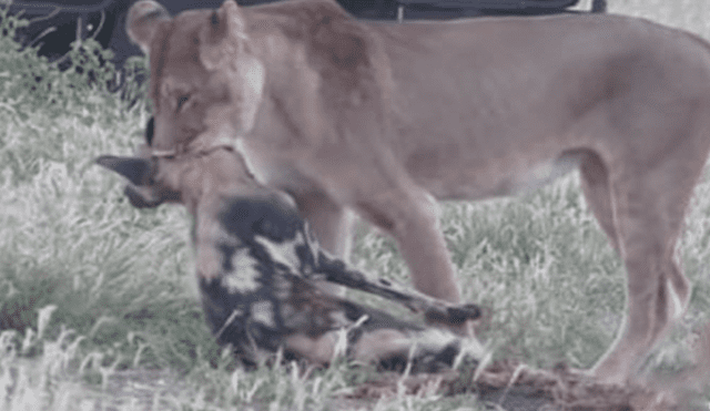 YouTube viral: Astuta hiena finge estar muerta para evitar que hambriento león la asesine [VIDEO]