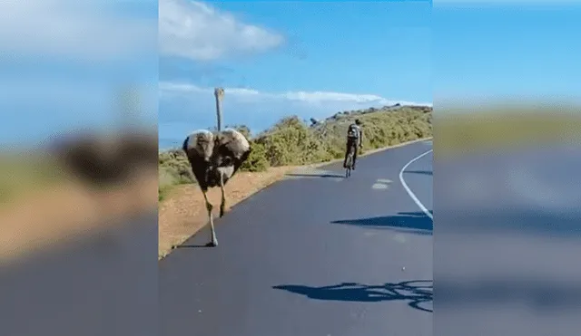 Desliza las imágenes para ver la intensa carrera entre el avestruz y los ciclistas. Foto: captura de YouTube