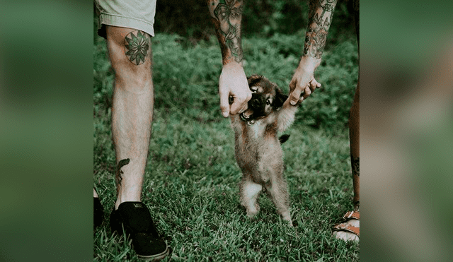 Desliza las imágenes hacia la izquierda para apreciar la tierna sorpresa que armó una pareja tras adoptar a una perrita. Fotos: Captura.