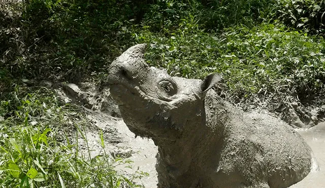 Malasia: Muere último rinoceronte macho de Sumatra en cautiverio 