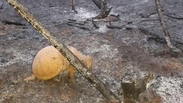 Así lucen los animales víctimas del incendio en la Amazonía [FOTOS]