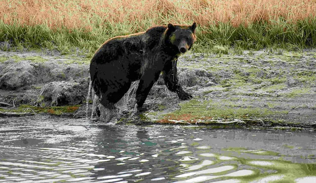 En EEUU juez bloquea temporada de cacería de osos grizzly 