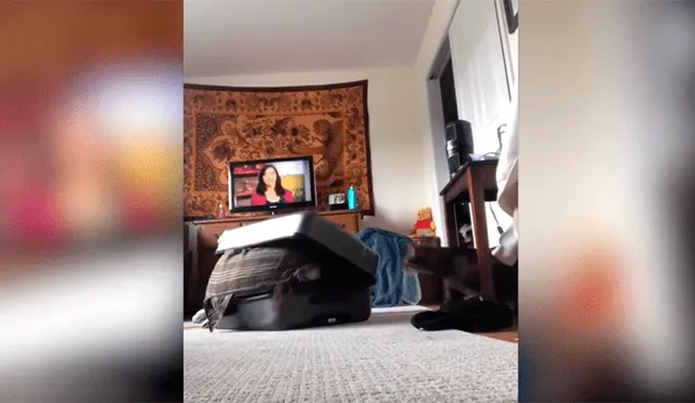 Youtube viral: Planea asustar a su novio con broma, pero su gato la ataca ferozmente y arruina su plan [VIDEO]