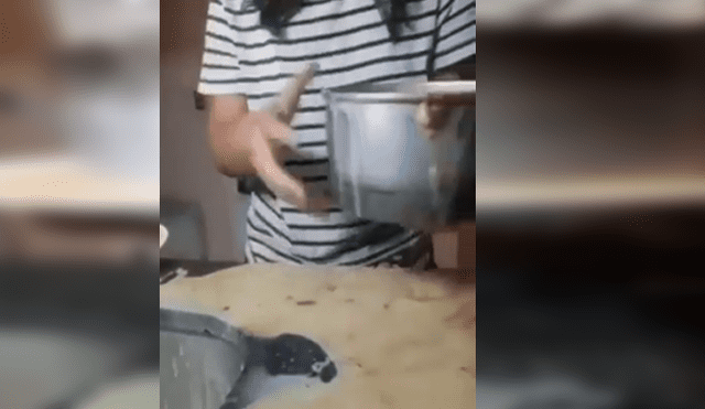 Facebook viral: chica trata de preparar flan, pero un error provoca que todo acabe mal [VIDEO]