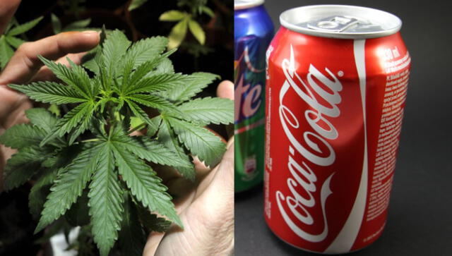 ¿Por qué Coca Cola estudia incursionar con una bebida de cannabis?