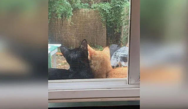 Desliza las imágenes para ver el tierno caso de unos gatos que llegaron a una casa para tener a sus bebés. Foto: Facebook