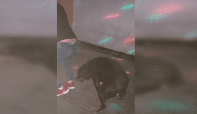Facebook viral: Perro es sorprendido bailando reggaetón en plena fiesta y su estilo sorprende [VIDEO]