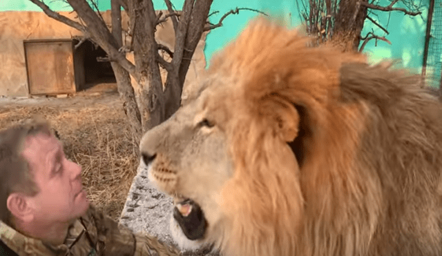 Desliza hacia la izquierda para ver el comportamiento del feroz león que se hizo viral en Facebook.