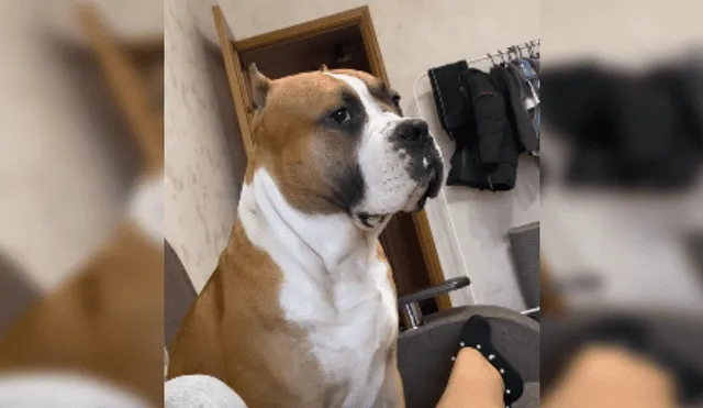 Desliza las imágenes para ver más sobre la furiosa reacción de este felino. (Foto: captura)