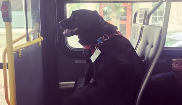 Facebook: La perra que toma el autobús para ir de su casa al parque