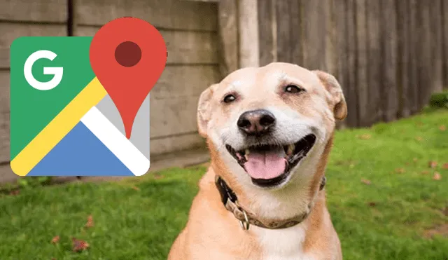 Google Maps capta al perro perdido de un joven peruano en divertida escena que hace reír [FOTOS]