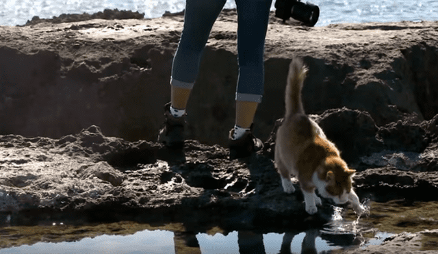 Desliza hacia la izquierda para ver las imágenes del viral de YouTube que revela por qué lo felinos le temen al agua.