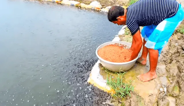 YouTube viral: arroja alimento a misterioso lago y miles de hambrientas criaturas surgen para devorarlo