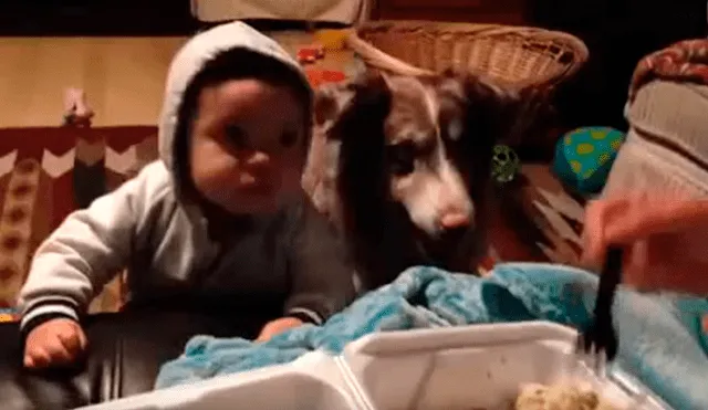 Video es viral en YouTube. El astuto can sorprendió a todos con una inesperada reacción cuando su dueña le daba de comer a su bebé de nueve meses