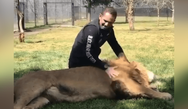 Un video viral de Facebook registró el momento en que un cuidador de leones ingresó al recinto de uno de los felinos.