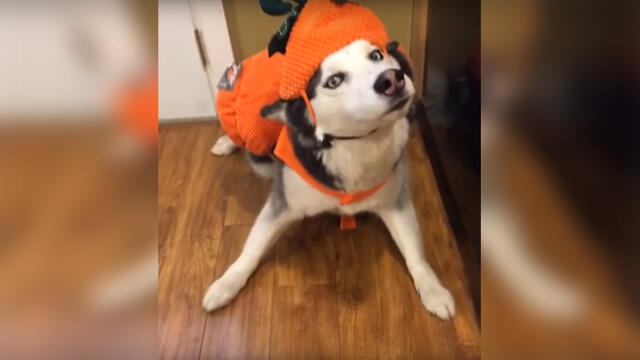 YouTube Viral: Disfrazan a perro por Halloween y este tiene peculiar reacción [VIDEO]