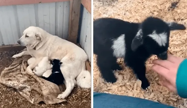 Video es viral en YouTube. Dueña de la perra se percató de la emotiva escena y no dudó en grabarla para compartirla en redes