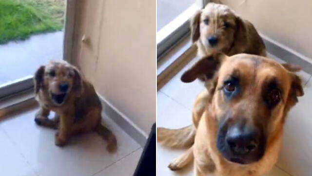 Desliza las imágenes para ver más detalles sobre este 'valiente' perro que corrió a defender a su pequeño amigo. (Foto: captura / TikTok / @leslyeojeda)