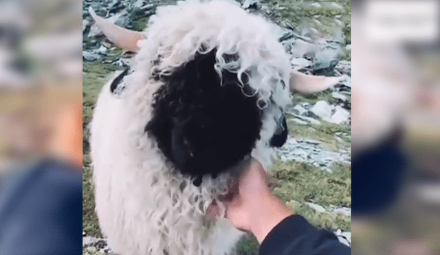 En YouTube, un joven daba un paseo por los campos de Suiza y encontró un enorme animal peludo.