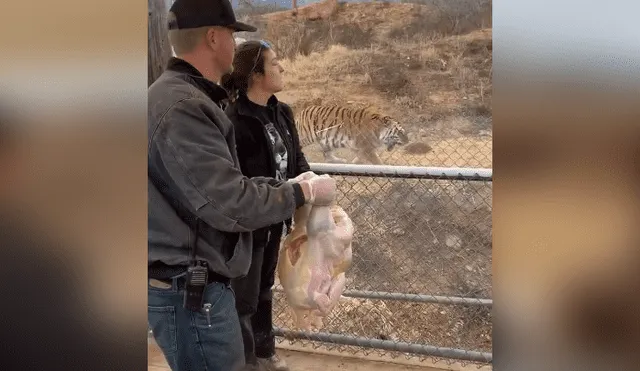 Desliza hacia la izquierda para ver la reacción de los tigres en el video viral de YouTube.