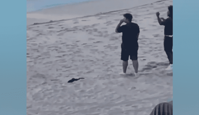 Pareja se tropieza con hambriento tiburón en la playa y salen disparados para salvar sus vidas [VIDEO] 
